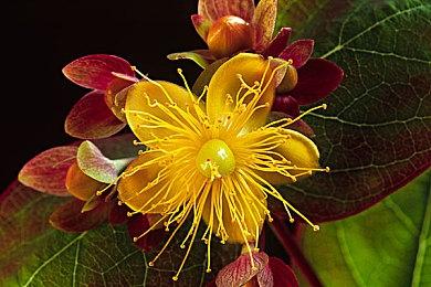 提刀入倭岛《平寇志》DLC“邪马台之影”现已正式发售